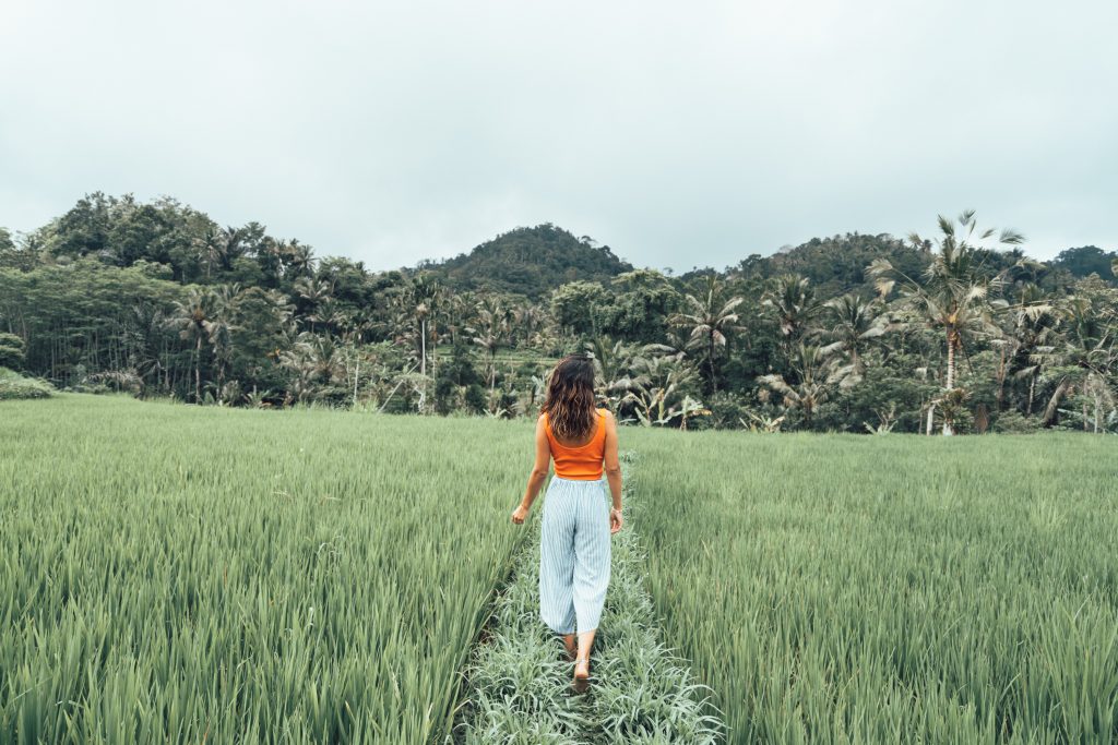 Rice Fields Bali