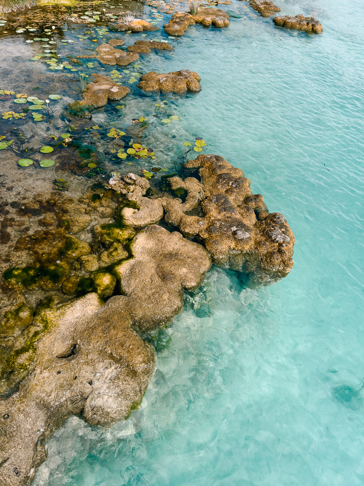 Stromatolites bacalar