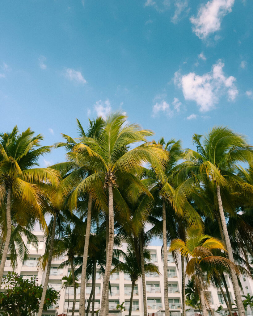coconut palms lining beach in montego bay jamaica