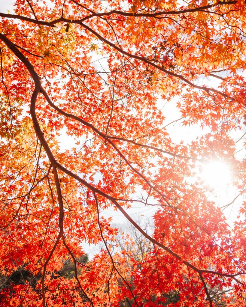 sun shinning through japanese maple trees in vibrant orange autumn colours