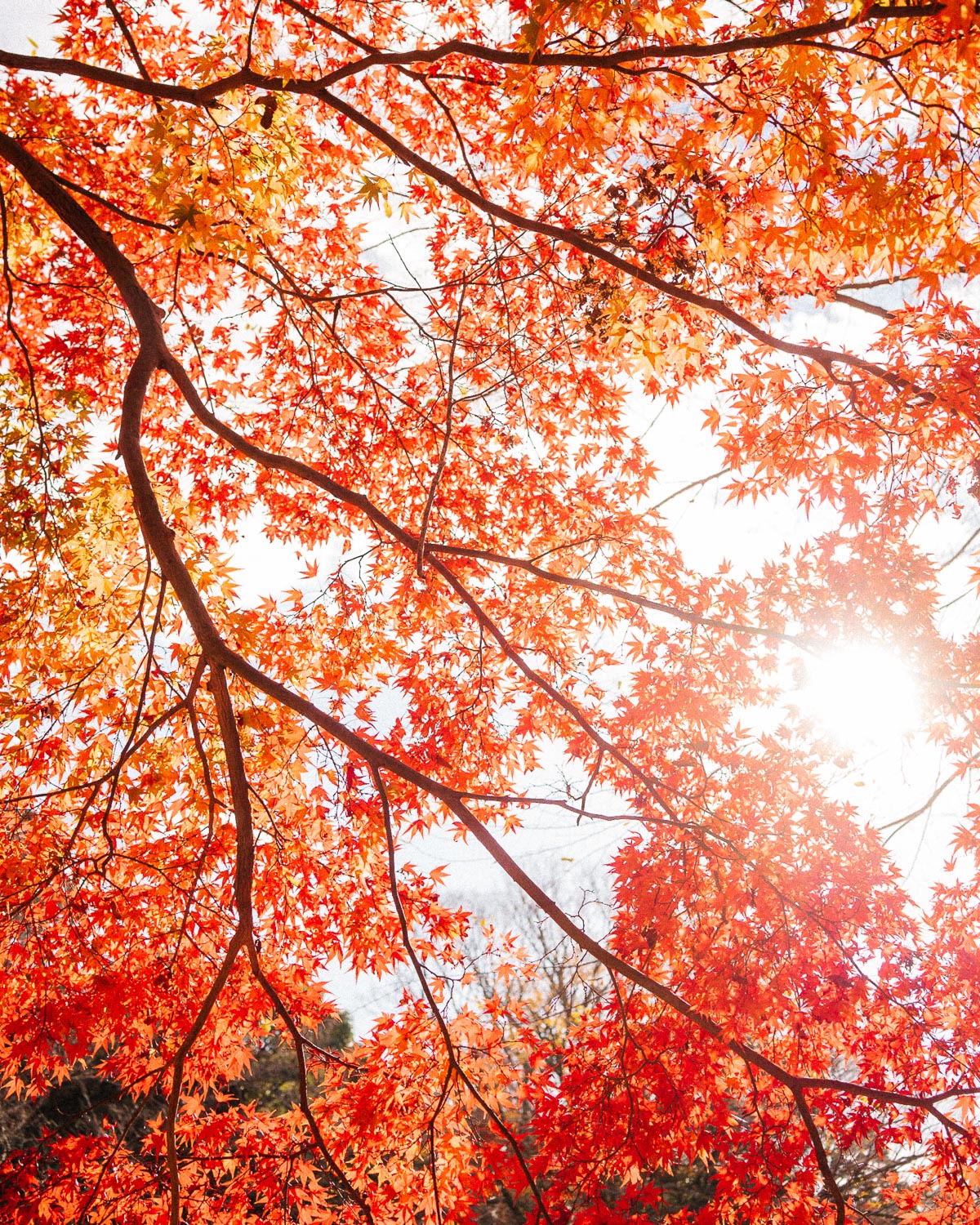Kyoto Autumn foliage spots