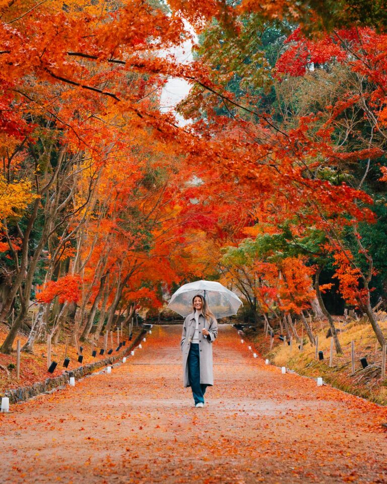Autumn in Kyoto | Best Spots for seeing Autumn Leaves