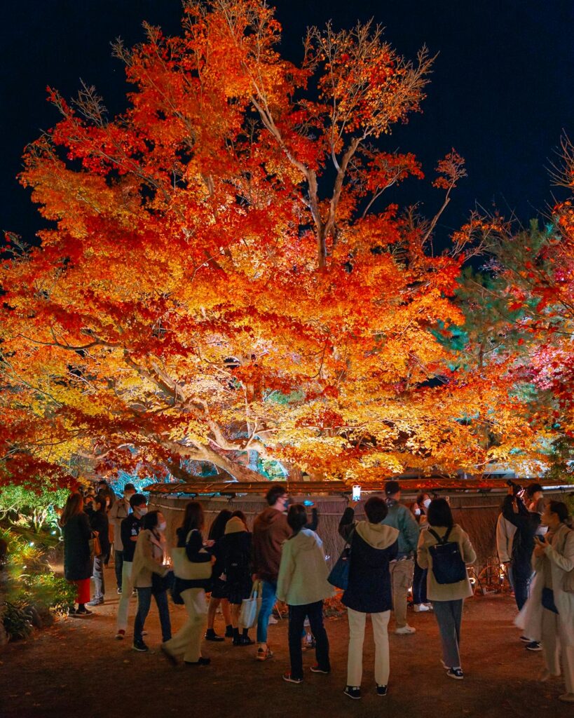 Hogon-In temple Kyoto Autumn foliage Night illumination 