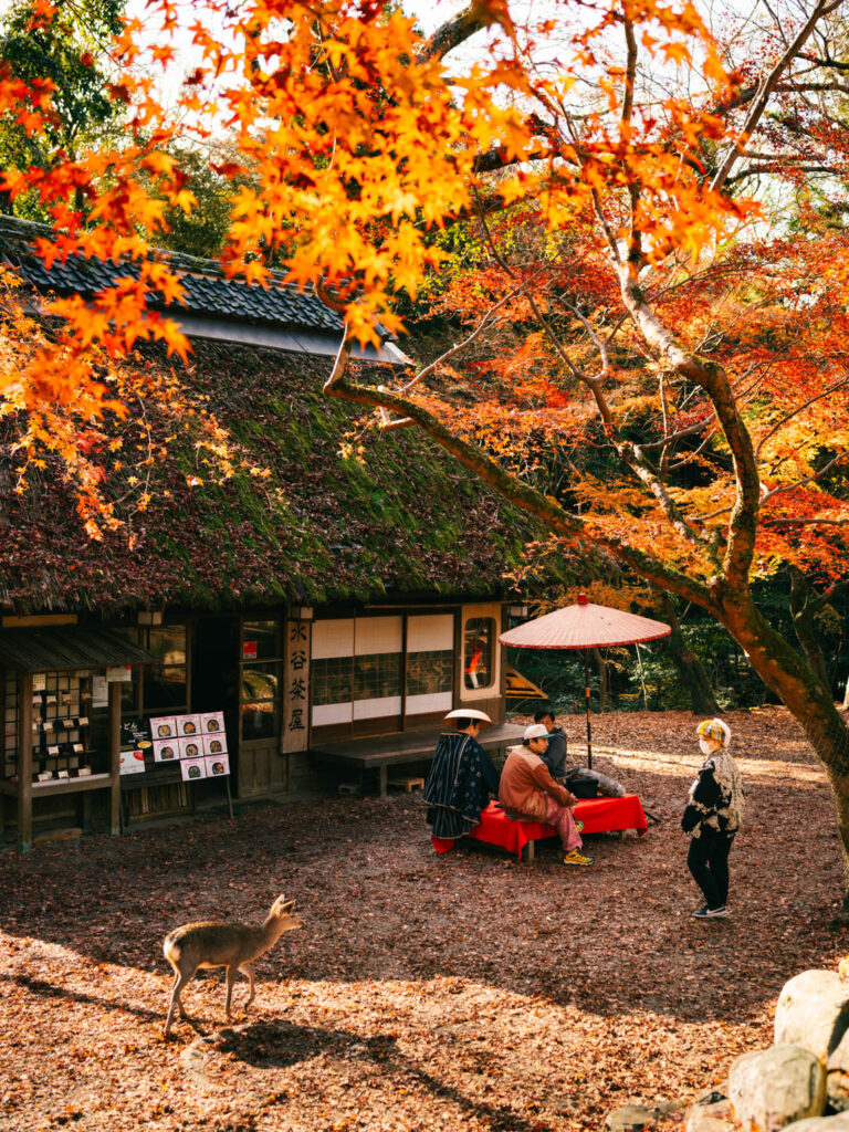 Traditional Japanese tea house nestled among autumn maple trees with red leaves, where people sit under a red umbrella as a deer walks nearby