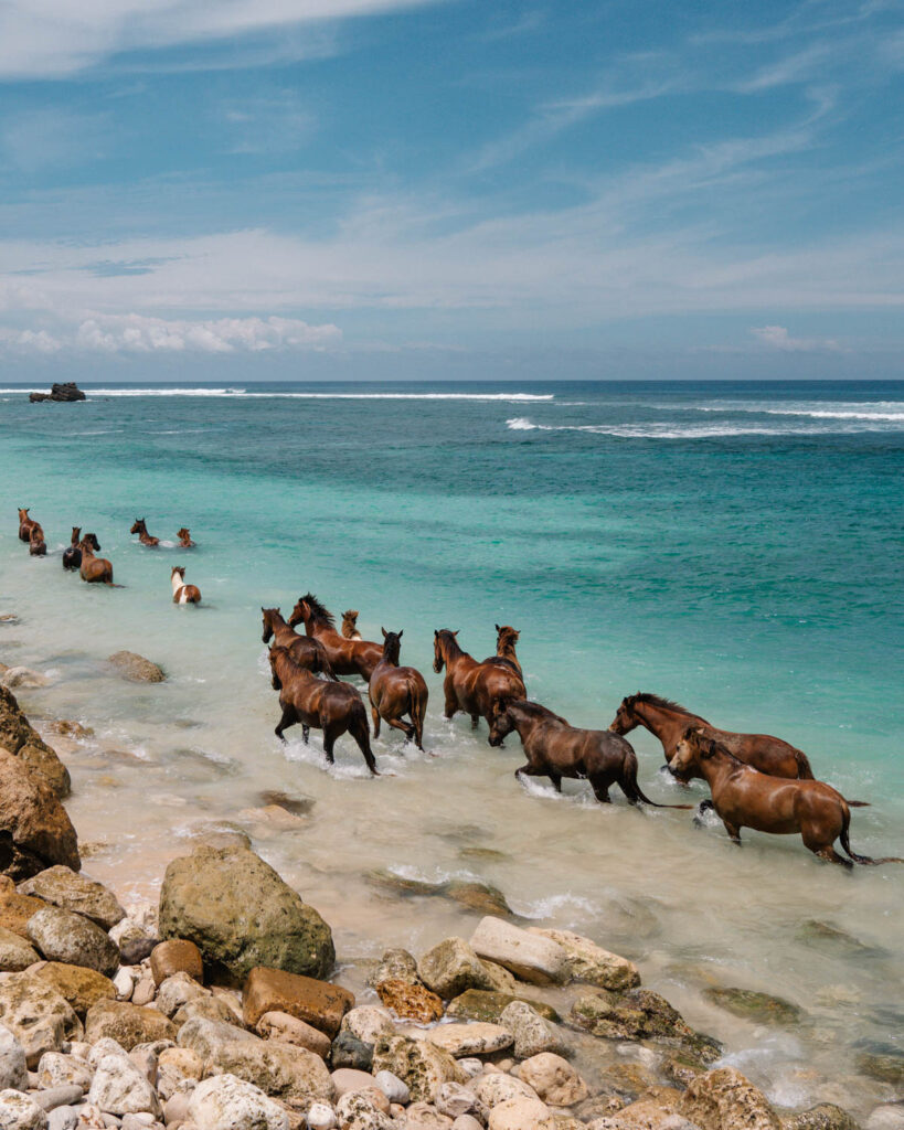 Horses at Nihi Resort, Sumba