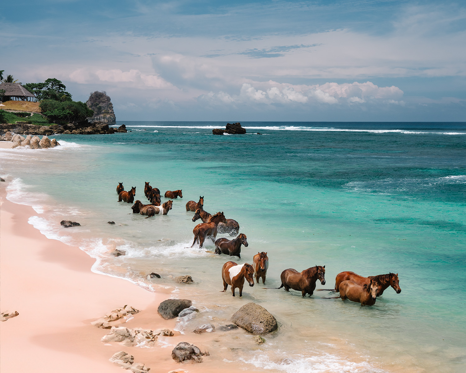 Horses swiming in tropical ocean at Nihi Sumba resort Indonesia