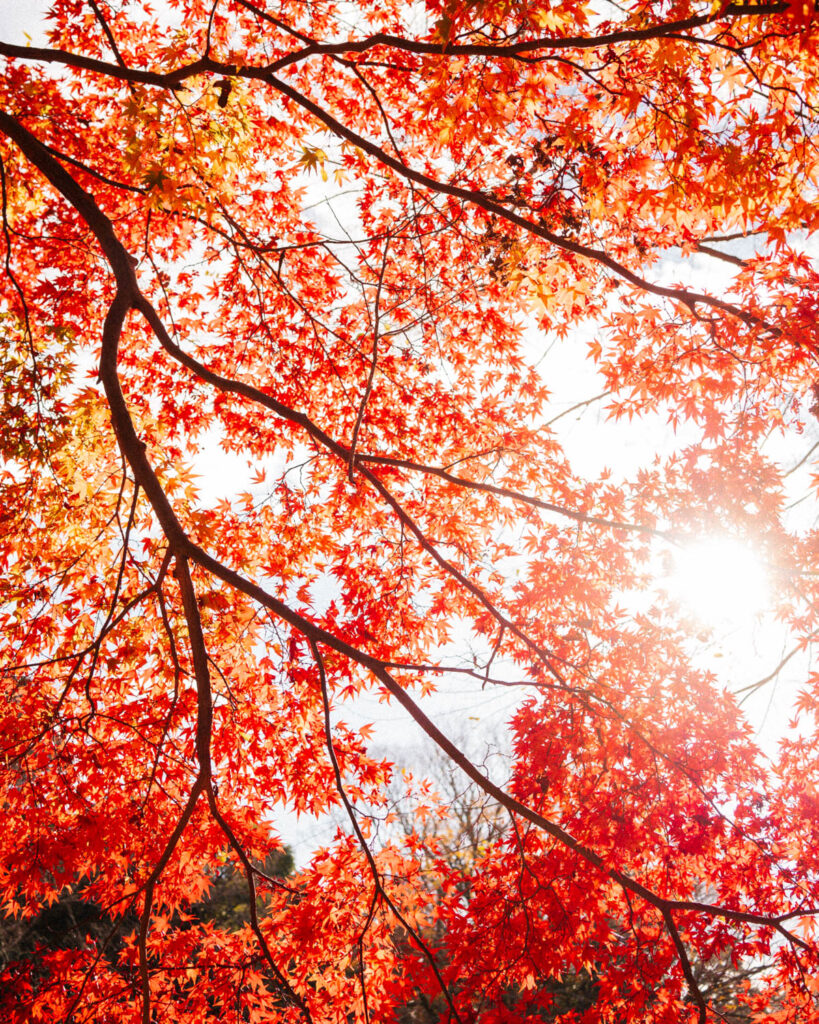 momiji autumn foliage