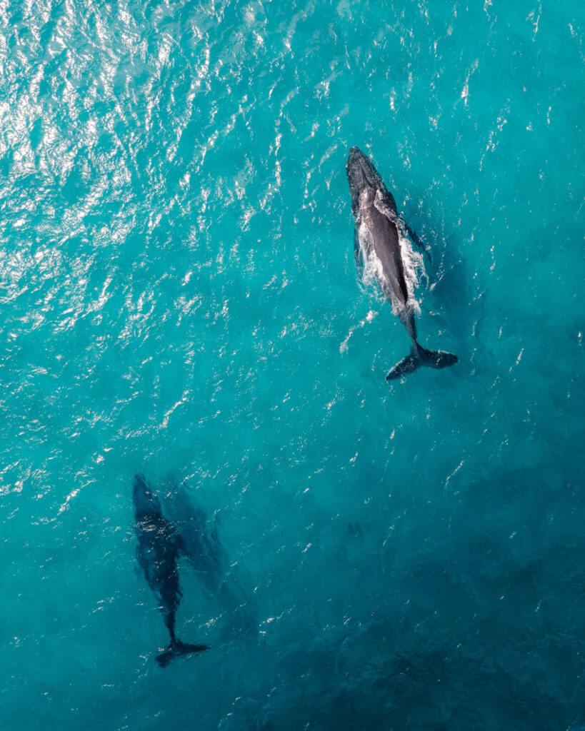 Whale watching, Fraser Island