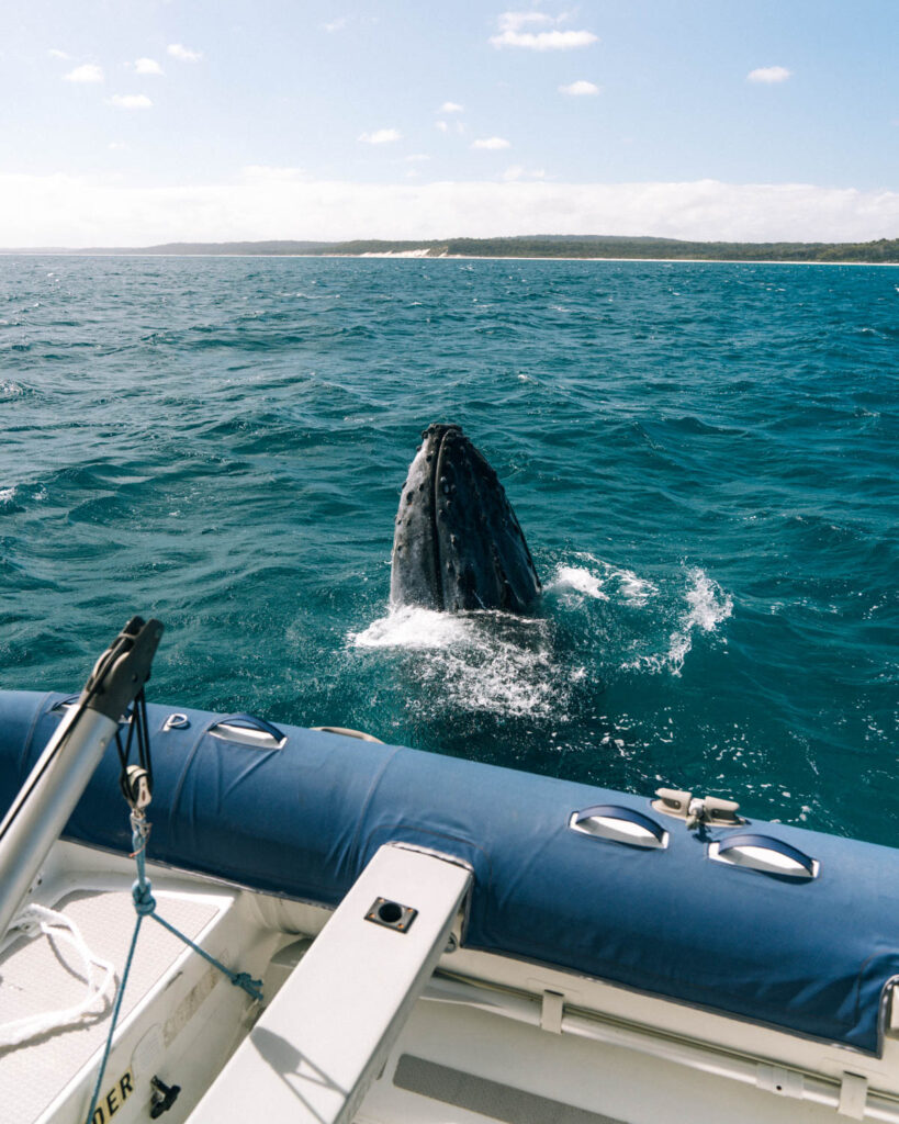 Fraser Island marine encounters