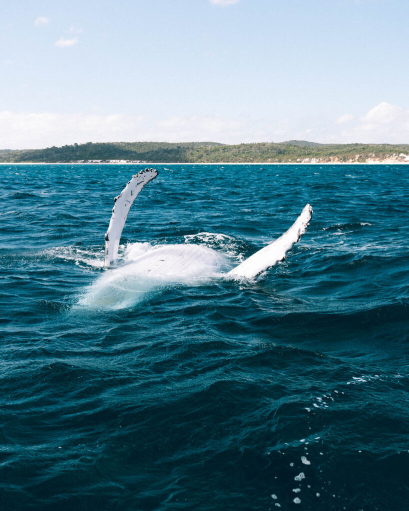 whale watching Hervey Bay