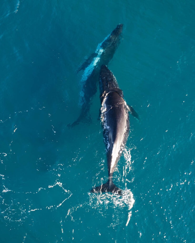 Humpback whales, Hervey Bay