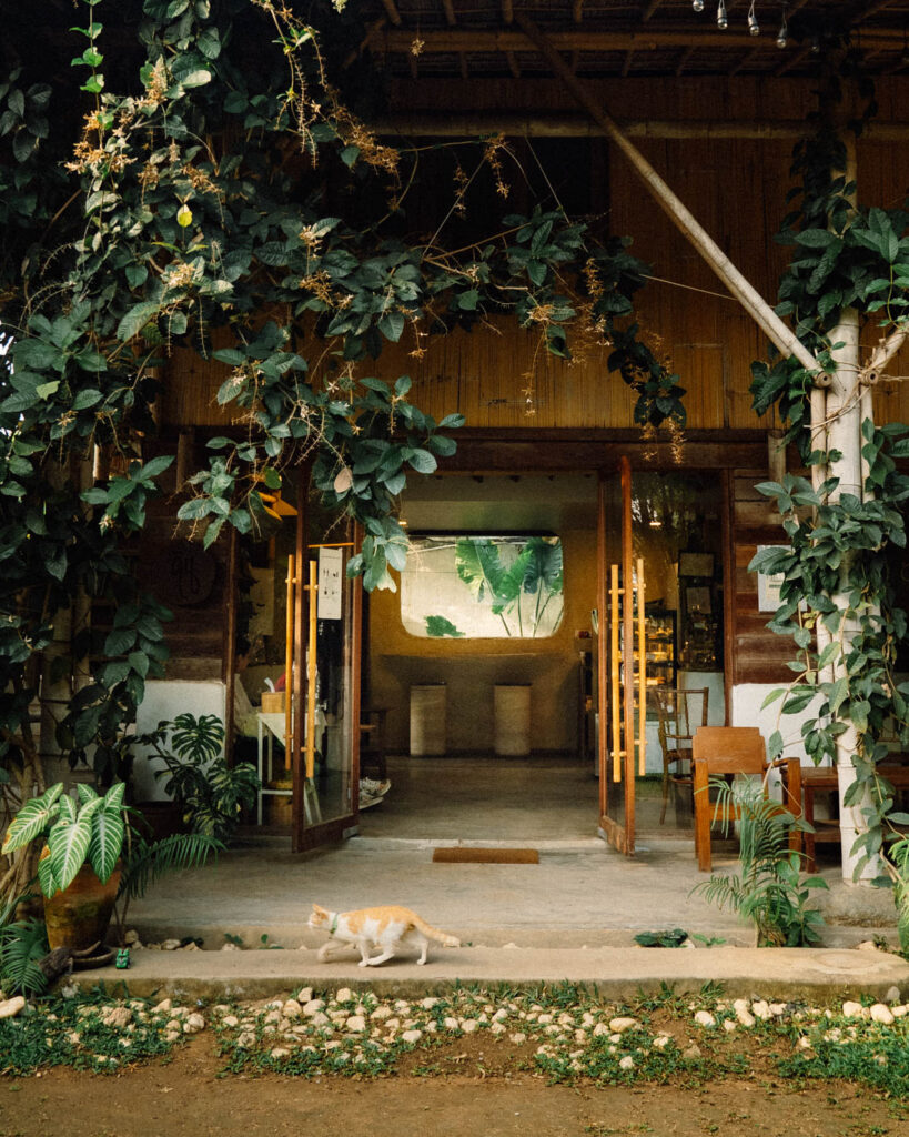 The entrance of Din Cafe, a rustic, earth-toned cafe surrounded by lush greenery and climbing vines. A ginger and white cat strolls across the front, adding to the peaceful countryside charm of this nature-inspired coffee spot