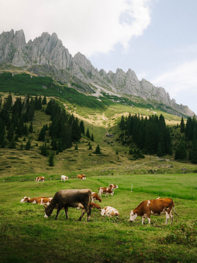 View of cows and mountain peaks, austrian alps
